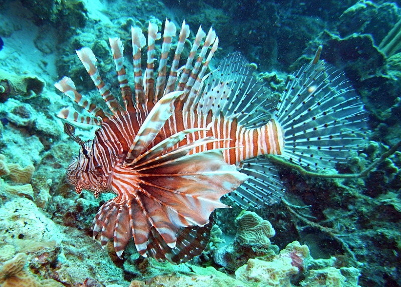 UWBN13-Lion Fish Bonaire 2013